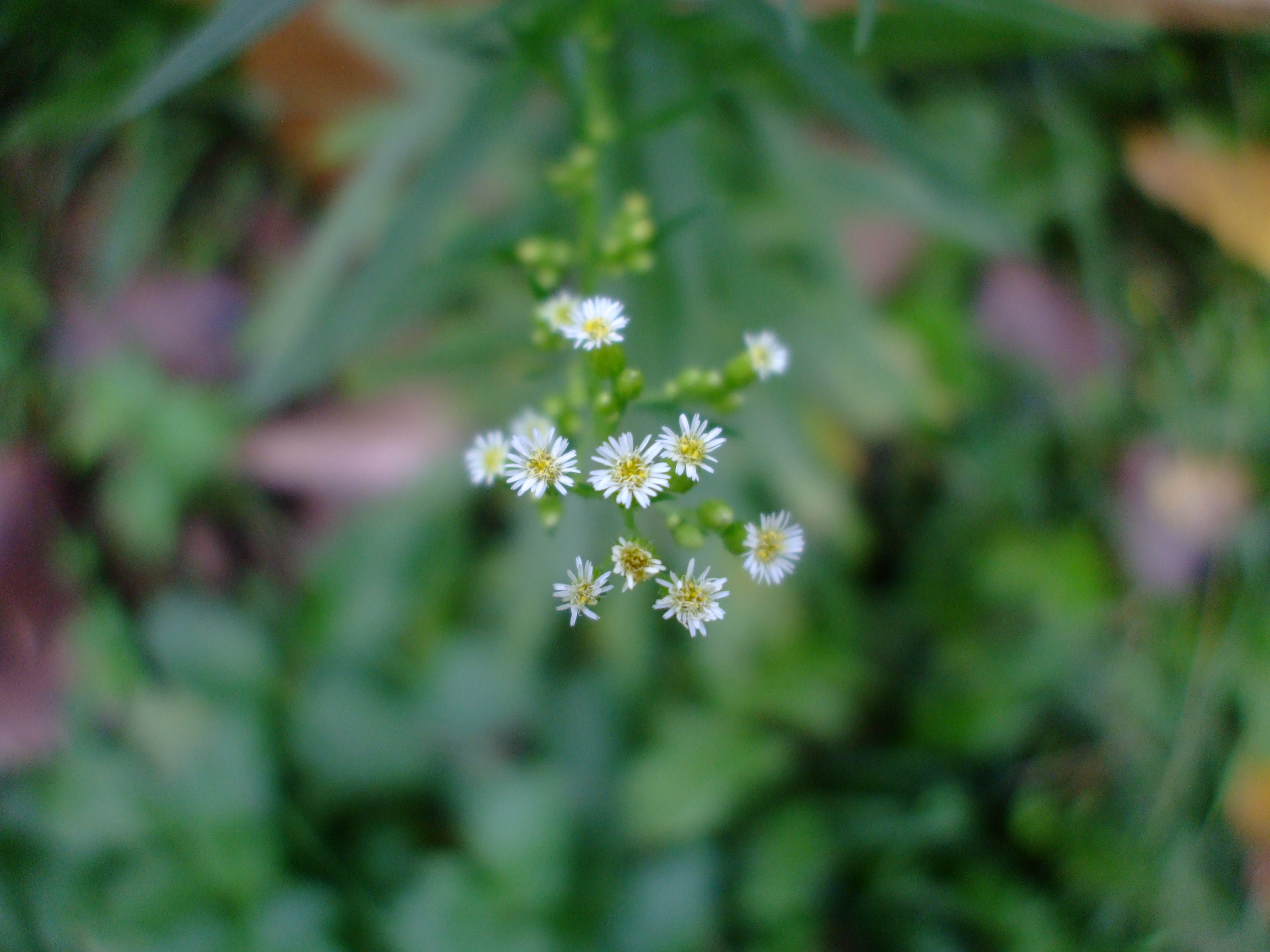 Conyza canadensis